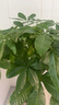 臨雅辮子發(fā)財(cái)樹客廳盆栽大型室內(nèi)綠植招財(cái)樹辦公室喬遷開業(yè)落地植物棵 辮子發(fā)財(cái)樹1.2-1.3m+樹脂福字盆 曬單實(shí)拍圖
