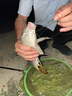 GW光威魚(yú)竿劍手鯉二代強(qiáng)韌28調(diào)5.4米綜合大物竿超輕超硬臺(tái)釣竿 曬單實(shí)拍圖