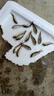 大鯽魚苗淡水養(yǎng)殖黃金鯽土鯽工程鯽中科五號鯽魚苗高背鯽活體批發(fā)小魚苗 中科鯽（4-6cm 70條）僅限一單【假魚包退】 曬單實拍圖