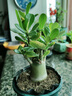 沙漠玫瑰盆栽重瓣花卉庭院植物耐旱室內(nèi)四季陽臺盆景懶人好養(yǎng)綠植 沙漠玫瑰【紅富貴】3年老樁+加侖盆 曬單實拍圖