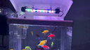JUWEL高亮魚缸燈照明燈多功能變色led水族箱專用燈具小型燈管全光譜 燈長(zhǎng)17cm(可用20-30cm)白天拍當(dāng)天發(fā) T4雙排變色燈（單燈）USB接口 曬單實(shí)拍圖