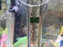 京厽魚缸加溫棒小型加熱棒自動控溫省電養(yǎng)魚烏龜保暖防爆熱帶魚溫度計 50W加熱棒+溫度計+保護套 曬單實拍圖