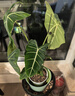 綠天鵝絨海芋盆栽白犀牛天鵝絨綠植竹芋室內(nèi)客廳陽臺觀葉網(wǎng)紅植物 【桌面優(yōu)選】大葉40-50cm-基地原盆 曬單實(shí)拍圖