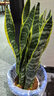 御卉閣大虎皮蘭苗室內客廳辦公室虎尾蘭花卉綠植盆栽公司陽(yáng)臺四季種植 金邊虎皮蘭60-70厘米5-6顆裝大苗 曬單實(shí)拍圖