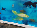 墨一金魚(yú)活魚(yú)黃金錦鯉魚(yú)招財(cái)風(fēng)水魚(yú)龍鳳錦鯉好養(yǎng)耐活冷水觀賞魚(yú) 黃金錦鯉14-16公分2條 曬單實(shí)拍圖