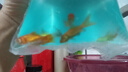 觀賞魚(yú)草金魚(yú)苗養(yǎng)不死金魚(yú)小活魚(yú)小寵物好養(yǎng)耐活養(yǎng)不死的金魚(yú)包活 吉祥如意-3到5cm草金6條 年年有余 財(cái)運(yùn)亨通】隨機(jī)送魚(yú)食 曬單實(shí)拍圖