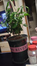 開時(shí)果 茉莉花盆栽濃香型 桌面綠植物陽臺(tái)花卉樹苗盆景擺件源頭直發(fā)包郵 精品茉莉花5-10株【加侖盆】 曬單實(shí)拍圖