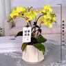 【蝴蝶蘭盆栽帶盆】帶花帶花苞室內(nèi)花卉高端綠植年貨喜慶植物花卉 黃色系3劍蝴蝶蘭【品種隨機】北歐盆 曬單實拍圖