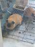 牛寵全價藍(lán)莓提摩西荷蘭豬糧食豚鼠飼料天竺鼠磨牙糧食寵物用品2.2kg 曬單實(shí)拍圖