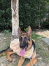 小中大型犬圍兜狗狗口水巾圍巾薩摩耶金毛哈士奇阿拉斯加狗狗圍脖 小鴨子 L建議76-120斤 曬單實(shí)拍圖