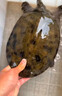 過(guò)山峰甲魚(yú)粉餌料野釣專(zhuān)用釣甲魚(yú)小藥老鱉誘食添加劑烏龜黃辣丁 【買(mǎi)三贈二】過(guò)山峰甲魚(yú)餌料 曬單實(shí)拍圖