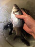 德國原絲碳線前導線魚線成捆碳纖維50米子線 50米子線 十米【隨機發(fā)不選號】 曬單實拍圖