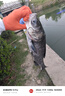 武漢天元鄧剛金版浮釣鰱鳙顆粒野釣手竿花白鰱鳙大胖頭草莓味餌料 天元鄧剛【浮釣鰱鳙】 5包 曬單實(shí)拍圖