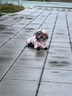 嬉皮狗（hipidog）寵物水果滿印小狗四腳雨衣連帽雨披泰迪比熊博美小型犬全包款衣服 奧利粉（升級全包款） M（建議7-9斤） 曬單實(shí)拍圖
