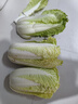 山東娃娃菜新鮮小白菜當季黃牙白蔬菜火鍋涮菜源頭直發(fā)包郵 1包3顆裝 曬單實(shí)拍圖