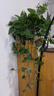 長藤綠蘿盆栽室內(nèi)花卉大葉綠籮水養(yǎng)盆景桌面辦公客廳水培垂吊綠植 精品2白盆藤長80cm左右?guī)?曬單實拍圖
