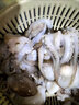 冰凌橙夏 八爪魚(yú)鮮活冷凍去牙去內臟小八爪魚(yú)長(cháng)腿國產(chǎn)章魚(yú)海鮮水產(chǎn)生鮮 三去八爪魚(yú) 3斤(凈重)  無(wú)冰衣 大規格10頭/斤 曬單實(shí)拍圖