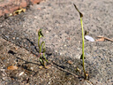 大豐收豐創(chuàng)惠選草銨膦除草劑農(nóng)藥滅生性牛筋草草胺磷果園除雜草打草農(nóng)藥5kg 曬單實(shí)拍圖