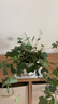 行湘常春藤吊蘭垂吊植物綠植盆栽盆景 小常春藤+花瓣陶瓷盆 源頭直發(fā) 曬單實(shí)拍圖