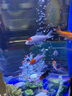 招財錦鯉魚觀賞魚 冷水魚活魚招財魚好養(yǎng)耐活 風水富貴魚 精品錦鯉隨機多種顏色10條 8-10厘米 曬單實拍圖