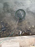詠穎（YTYIN）加厚魚(yú)護網(wǎng)箱養魚(yú)箱存魚(yú)漂浮暫養魚(yú)護防逃網(wǎng)籠折疊裝魚(yú)籠養殖網(wǎng)箱 60cm 0.6m 加厚耐用拉鏈小號圓形網(wǎng) 曬單實(shí)拍圖