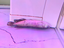 印尼紅龍魚活體魚辣椒紅龍超血紅龍金龍魚活魚龍魚小魚熱帶觀賞魚 精品——超血紅龍魚【包發(fā)色】 16-18cm【證書芯片齊全】包發(fā)色 曬單實(shí)拍圖