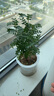 綠有意防驅(qū)蚊草正宗清香盆栽胡椒木老樁室內(nèi)綠植好養(yǎng)植物陽臺花卉盆景苗 中苗清香驅(qū)蚊+早安吸水盆一盆（送肥料） 含盆 曬單實拍圖