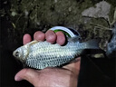 川澤快鎖夜光漂咬鉤變色硬尾浮漂高靈敏日夜兩用醒目魚漂釣鯽魚電子漂 PV-01-1【主攻鯽魚】吃鉛1.8g 【咬鉤變色】硬尾+5粒電池 曬單實(shí)拍圖