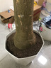 雙盟發(fā)財樹(shù)大型綠植盆栽辦公室內花卉除甲醛開(kāi)業(yè)喬遷90-1米源頭直發(fā) 曬單實(shí)拍圖
