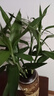 富貴竹水培植物客廳招財綠植室內(nèi)盆栽觀音竹粗桿帶根轉(zhuǎn)運竹發(fā)財竹 【熱銷】富貴竹70-80cm【10棵+營養(yǎng)液】 曬單實拍圖