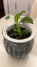 綠有意綠蘿籮發(fā)財(cái)樹綠植盆栽花卉室內(nèi)吸除甲醛桌面水培懶人植物四季好養(yǎng) 【灰色南瓜】發(fā)財(cái)樹 曬單實(shí)拍圖
