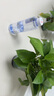 雙盟綠蘿盆栽除甲醛花卉綠植辦公室新房凈化空氣 120款10盆源頭直發(fā) 曬單實拍圖