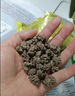 北京同仁堂500g貓爪草中藥材中草藥新鮮干貨野生水洗新貨貓抓草 貓爪草100g 貓爪草250克 曬單實(shí)拍圖