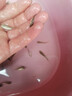 批發(fā)淡水中科5號鯽魚苗黃金鯽魚工程鯽鯉魚苗大頭魚苗活體大草魚苗淡水養(yǎng)殖 大板鯽魚苗2-4厘米100條送10% 曬單實拍圖