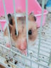哇米荷蘭豬專用沐浴露小寵洗澡鮮儉小動物沐浴液清潔留香波毛發(fā)清理 小寵沐浴露1瓶+洗澡手套 曬單實拍圖