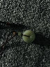 龍徽（Dragonsign）珠寶和田玉吊墜平安扣新疆料中號加厚晴水綠生日節(jié)日禮物 曬單實(shí)拍圖