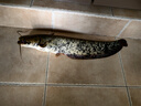 光威（GW）速龍遠投碳素海竿拋竿遠投竿釣魚(yú)竿超硬調 4.2+速龍8000+爆炸鉤10+速龍線(xiàn)8# 曬單實(shí)拍圖