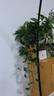 長藤綠蘿盆栽室內(nèi)花卉大葉綠籮水養(yǎng)盆景桌面辦公客廳水培垂吊綠植 精品2白盆藤長80cm左右?guī)?曬單實拍圖