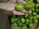 青口蜜圣女果綠色青甜2號小番茄新鮮綠千禧即食山東小柿子果生吃 5斤 精選裝【京東快遞】 曬單實拍圖