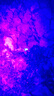 夢(mèng)多福 手提式蝎子燈強(qiáng)光照蝎燈鋰電池捕蝎捉蝎抓蝎用紫光豆蟲(chóng)燈 雙光源手提118顆紫色+1顆白色 紫光燈+鑷子（長(zhǎng)度20cm） 曬單實(shí)拍圖