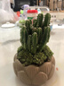 京厽仙人掌多肉植物盆栽萬重山室內(nèi)仙人球辦公室桌面好養(yǎng)綠不支持退貨 萬重山蓮花盆+苔蘚+復(fù)古底座+肥料 帶盆栽好 曬單實(shí)拍圖