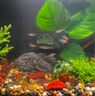 瘋狂水草坨草水草植物直接入缸魚缸植物7棵魚缸造景水溶沉木 源頭直發(fā)包郵 曬單實(shí)拍圖