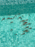 大紅草金魚活魚冷水觀賞魚好養(yǎng)淡水魚紅草魚鳳尾純紅色魚小金魚活 13-15cm紅草9條 曬單實拍圖