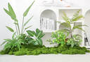 ZNMW仿真綠植苔蘚造景植物室內(nèi)小景觀組合青苔堆景樓梯下仿生 苔蘚T001/套 曬單實(shí)拍圖