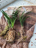 艾瑩蘭花苗 傳統老種春蘭 宋梅 現帶濃香花苞出售好養花卉綠植盆栽 1棵3苗連體裸根 曬單實(shí)拍圖