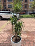 手耕田龍血樹(shù)綠植盆栽龍須雪樹(shù)室內辦公室客廳造型大型落地真旺宅植物 老樁多頭龍血樹(shù) 130-140cm原裝 帶盆栽好 曬單實(shí)拍圖