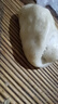 鯨咚億農(nóng)正宗海南金煌芒三亞水仙大芒果紙核芒熱帶當應季新鮮水果年貨禮盒 5斤大果 曬單實拍圖