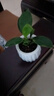 行湘金鉆水培綠植桌面綠植盆栽觀葉盆景+白色南瓜塑料吸水盆 源頭直發(fā) 曬單實(shí)拍圖
