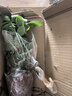 種花迷八方來財(cái)鴨腳木四季常青辦公室內(nèi)陽臺(tái)綠植盆栽花卉發(fā)財(cái)樹苗招財(cái)樹 八方來財(cái)一盆四顆【簡易盆】+肥 含盆 曬單實(shí)拍圖