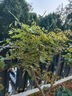 庭院紫藤樹(shù)苗別墅花卉紫藤花老樁爬藤植物風(fēng)景樹(shù)門(mén)前大樹(shù)開(kāi)花盆栽 庭院優(yōu)選 3.5公分粗1.3米高【品 不含盆 曬單實(shí)拍圖